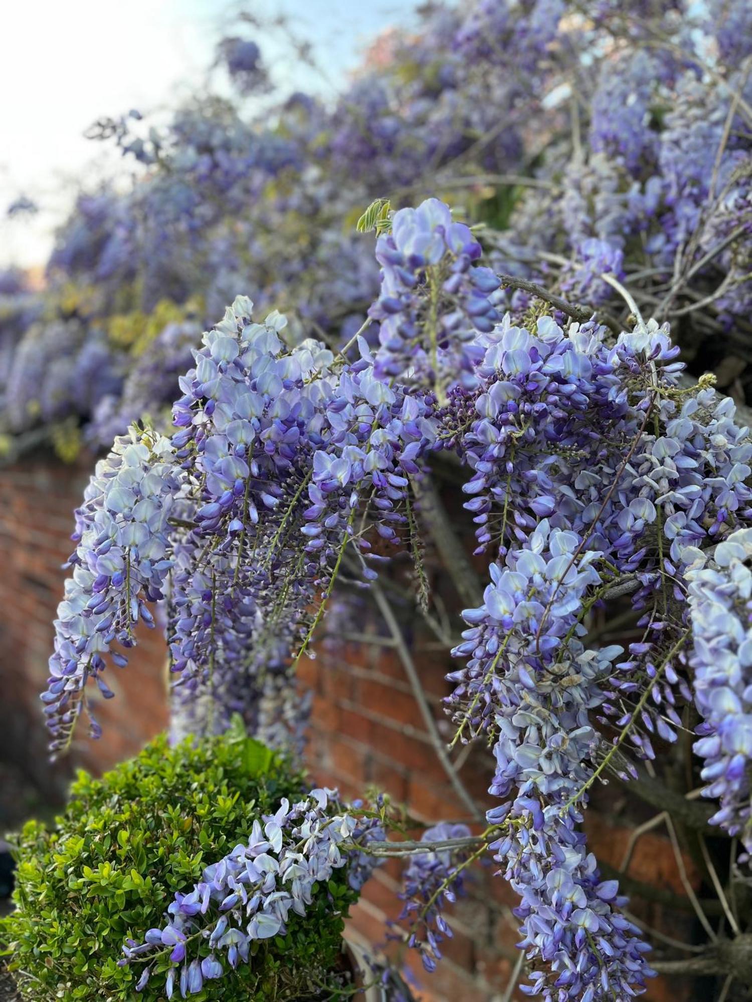 Bed and Breakfast Spenford House 1640 Listed House Idilic Location Pub Walking Distance Loppington Esterno foto